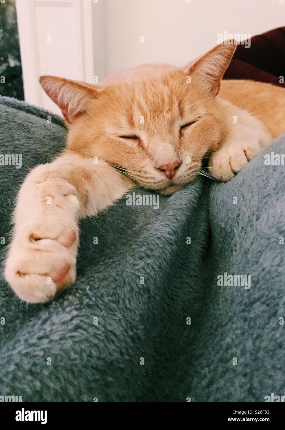 Orange cat sleeping on blanket Stock Photo Alamy