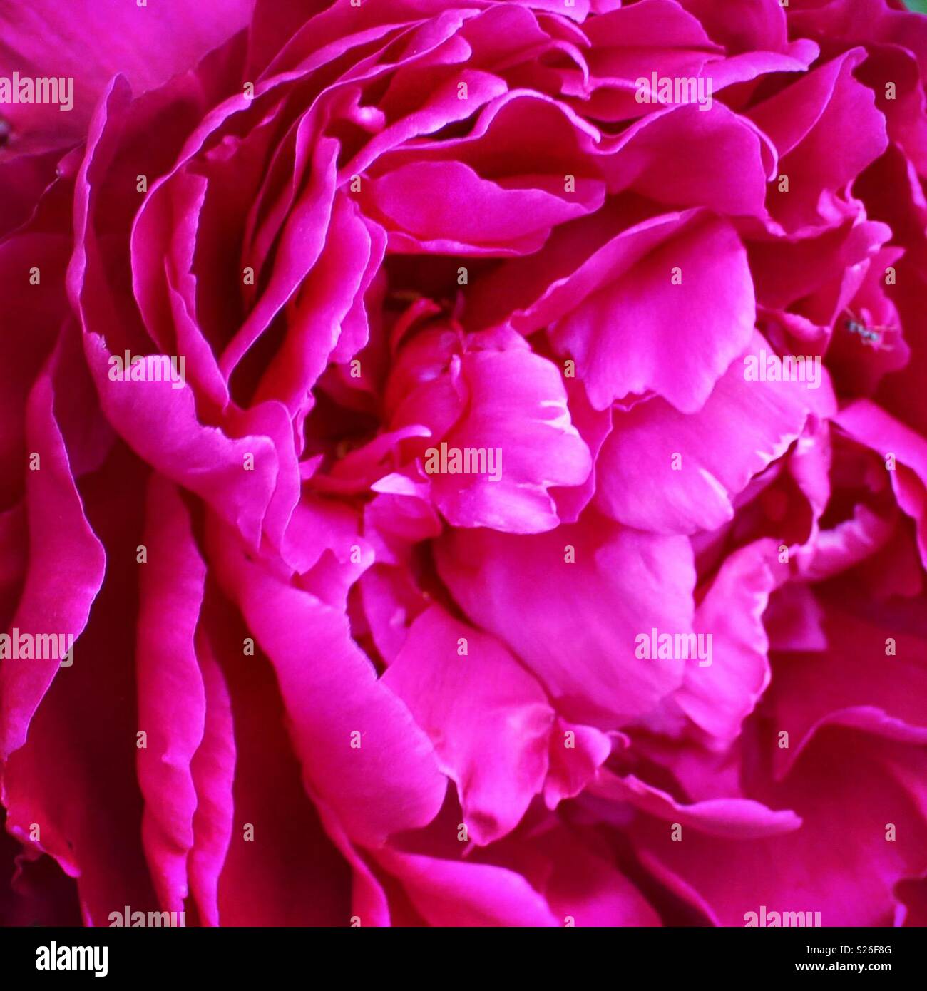 Close-up of a pink peonia flower Stock Photo