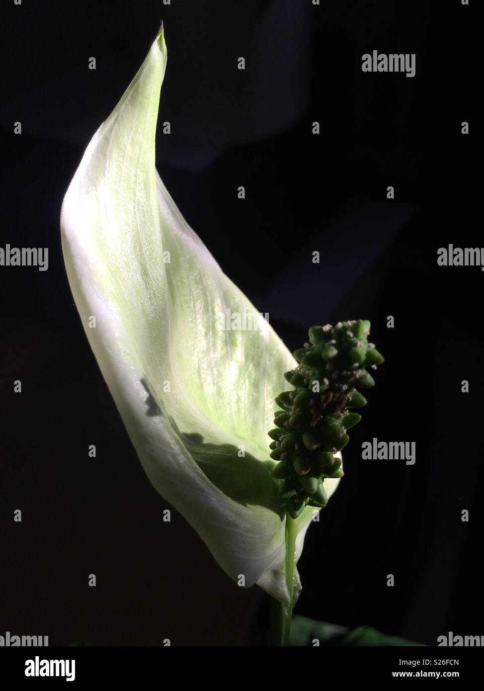 Peace Lily flower Stock Photo Alamy