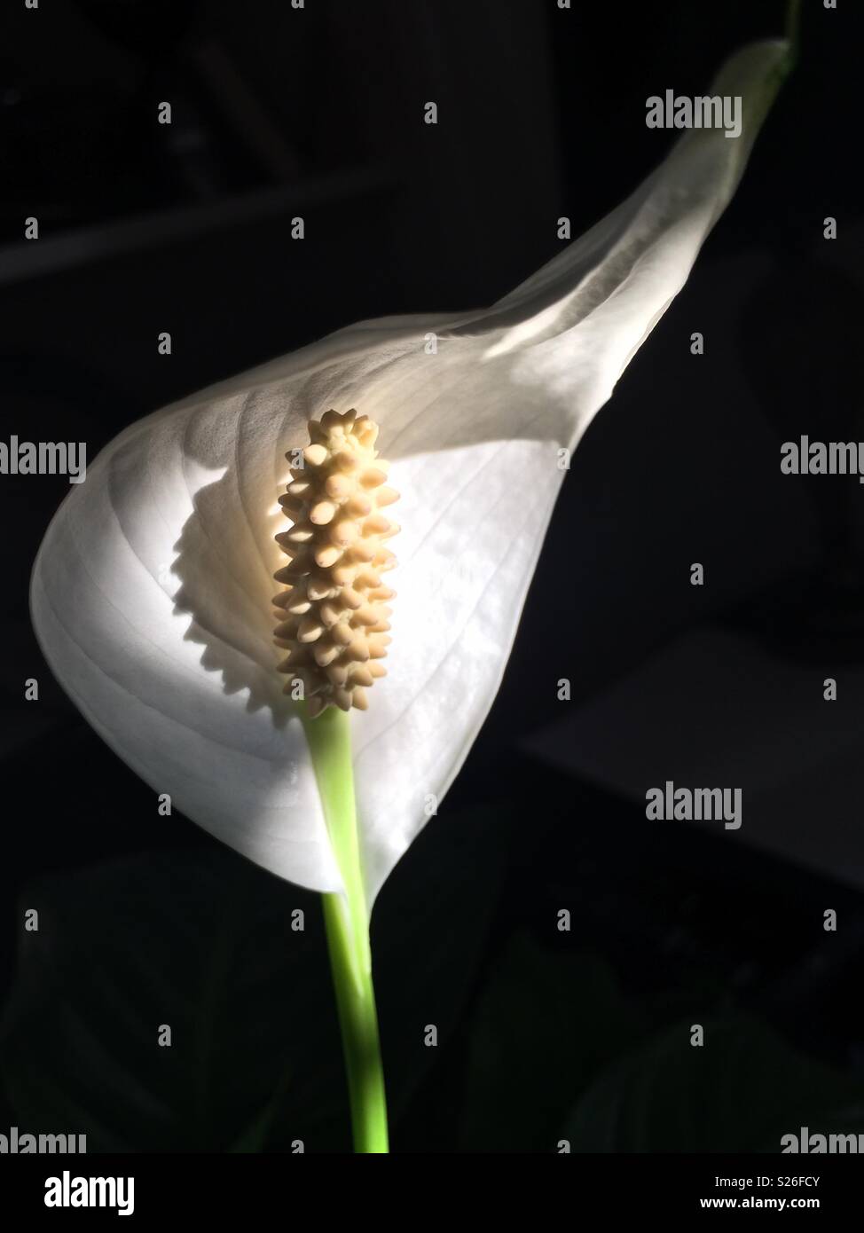 Peace lily flower Stock Photo Alamy