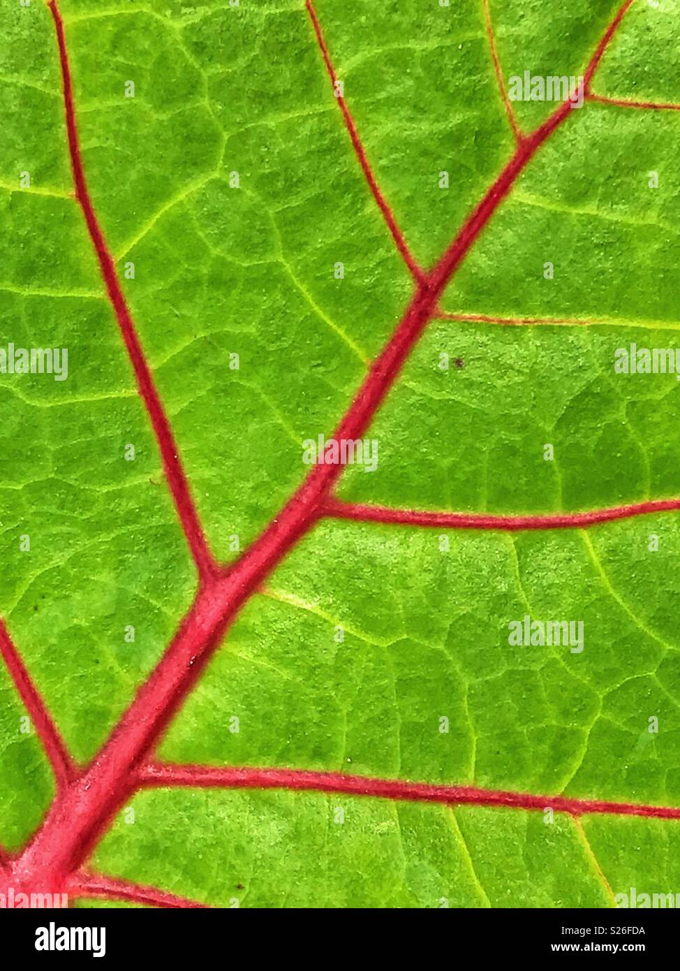 Brightly-coloured leaf with vein detail. - Smartphone Captured Stock Image