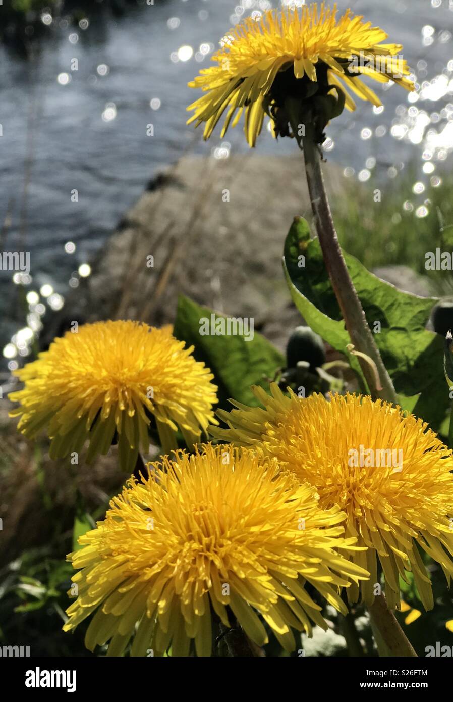 Most common spring flower around the North Atlantic Ocean Stock Photo