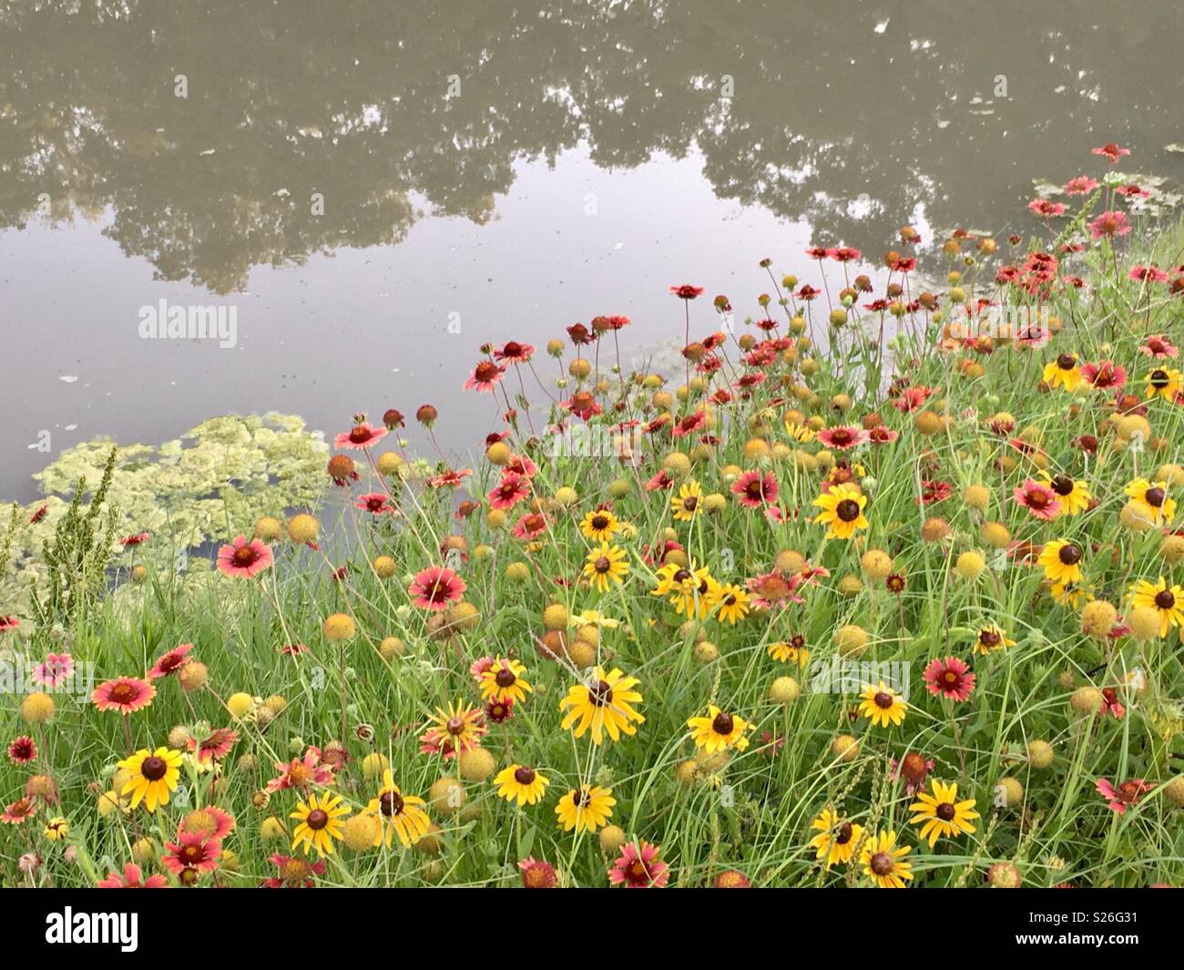 Texas Wildflowers by the Pond Stock Photo Alamy