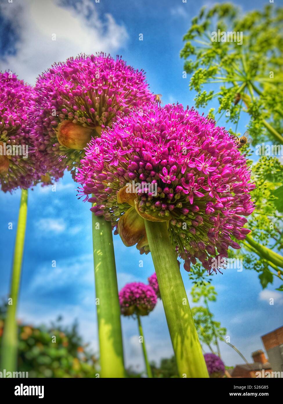 Close up of purple allium flowers in garden in summer England UK United Kingdom GB Great Britain - Smartphone Captured Stock Image