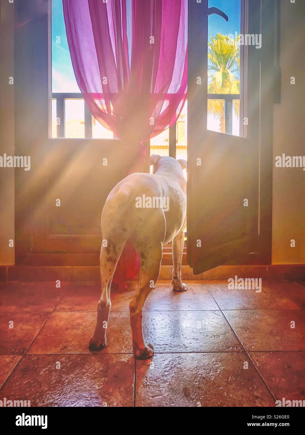 White boxer dog stands looking out of a balcony door. The floor is tiled there is a net pink curtain and the sun is forming rays of light glare. The dog is seen from behind. Stock Photo