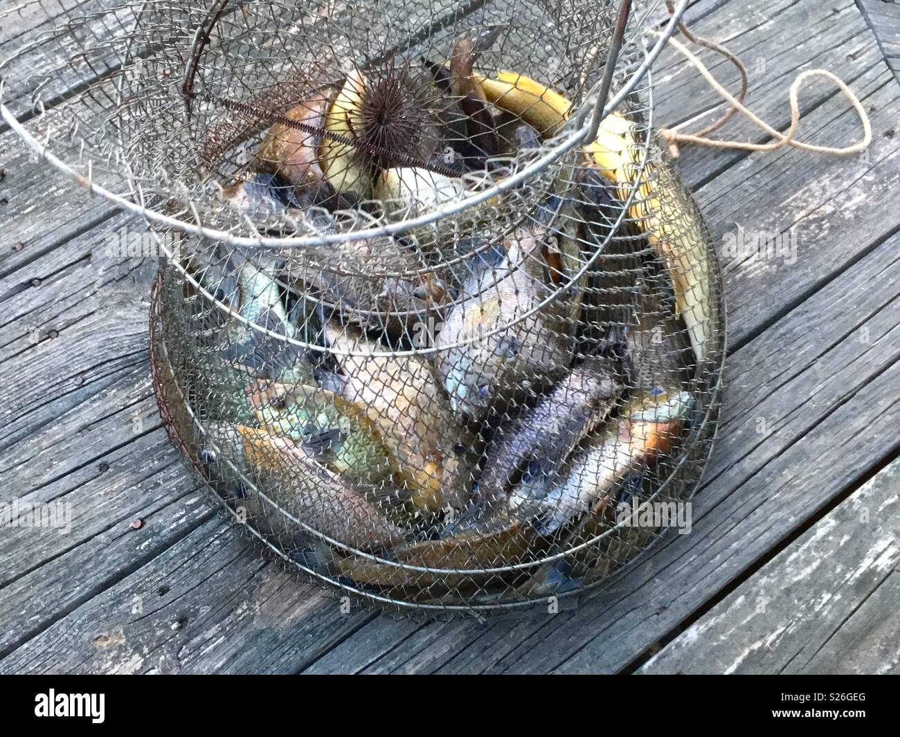Live fish in wire basket sitting on wooden planks Stock Photo - Alamy