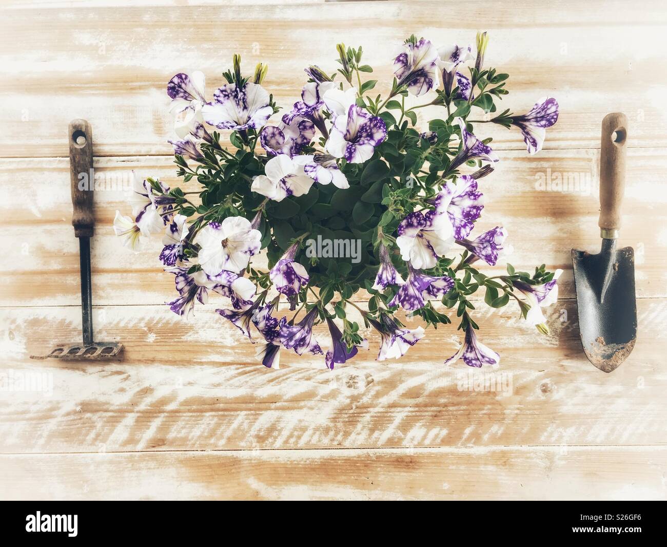 Gardening concept : Petunia in a flower pot, with trowel and hand rake, on a textured wood tabletop with copy space - Smartphone Captured Stock Image
