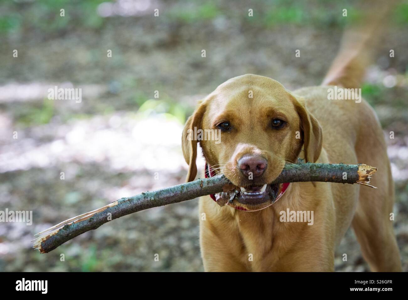 A cheeky pet dog carrying a stick in it’s mouth during a dog walk through woods Stock Photo