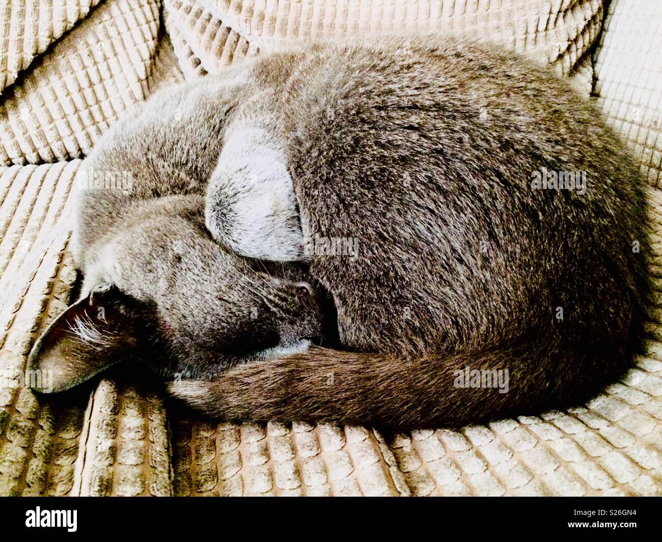 Grey cat curled up and sleeping on sofa Stock Photo