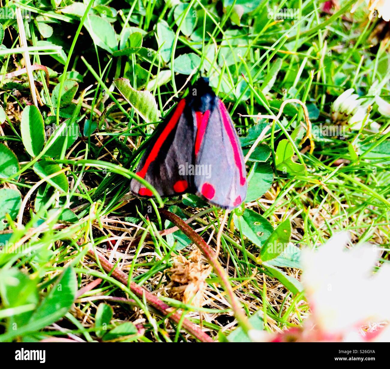 Close up of cinnabar moth - Smartphone Captured Stock Image