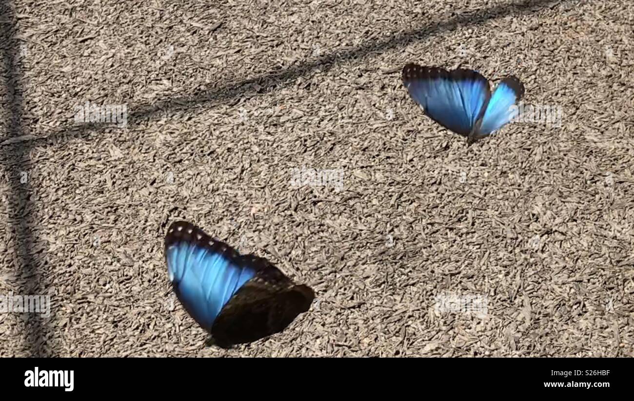 Flutterby butterfly Stock Photo