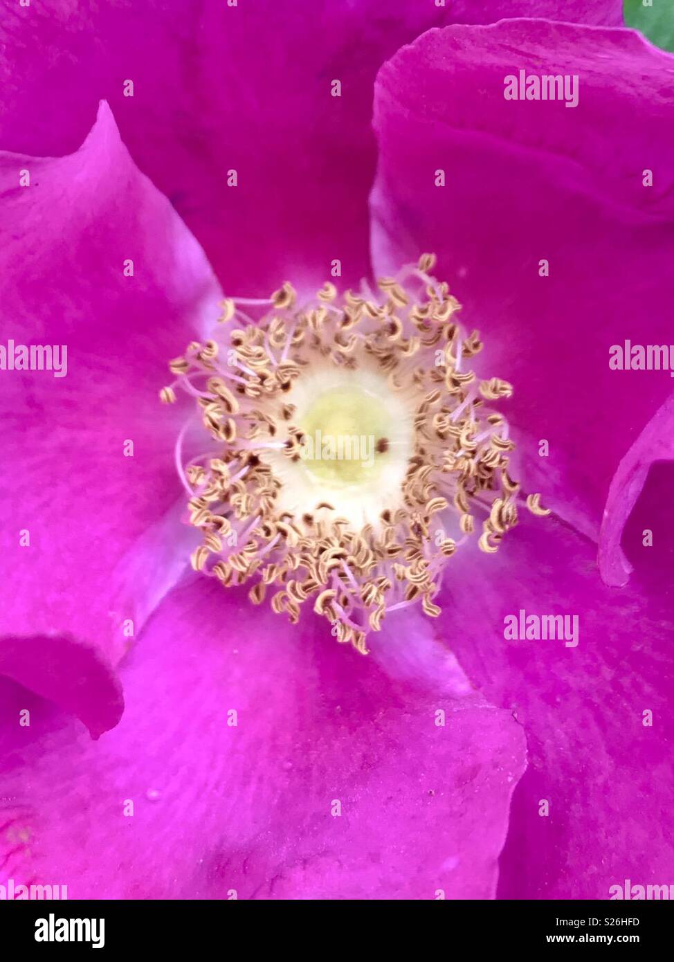 Pink rose in the wild lanes of Cornwall, with yellow stamens. Stock Photo