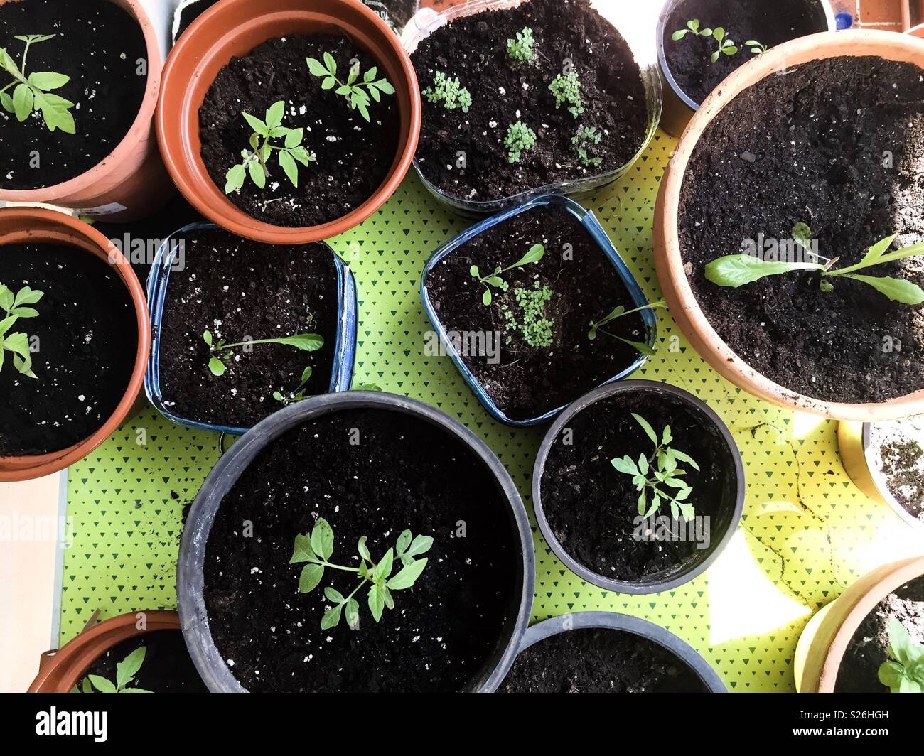 Top view of plants on pots - Smartphone Captured Stock Image