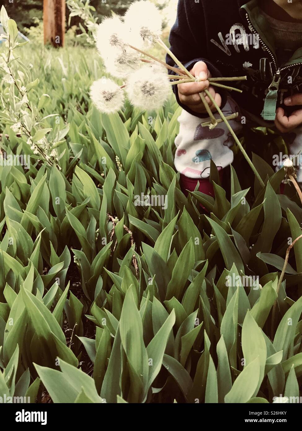 Girl collecting dandelions Stock Photo