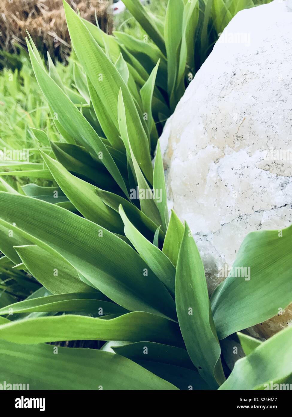 Rock surrounded by plants Stock Photo