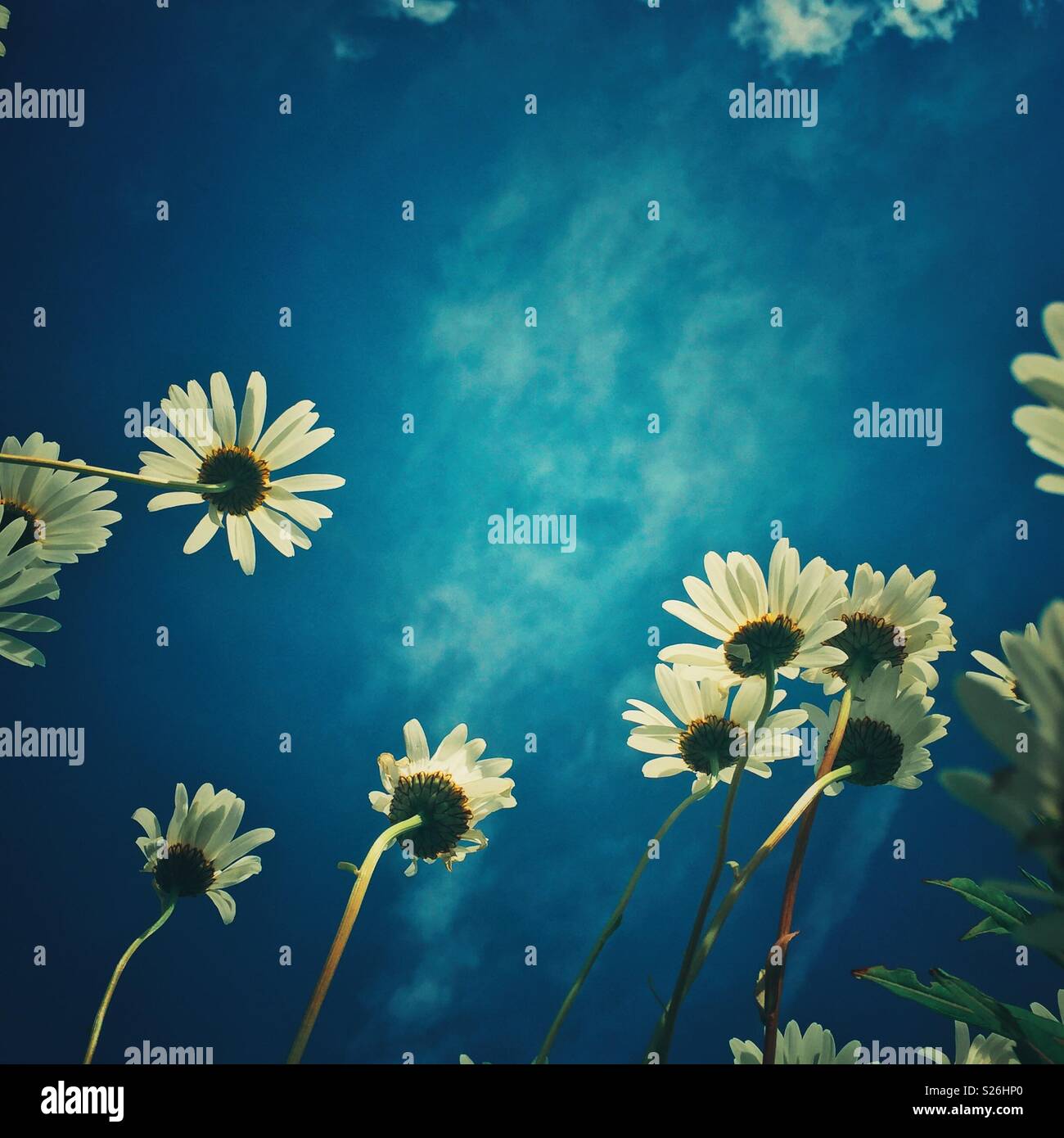 Summer daisies looking up to the sky. - Smartphone Captured Stock Image