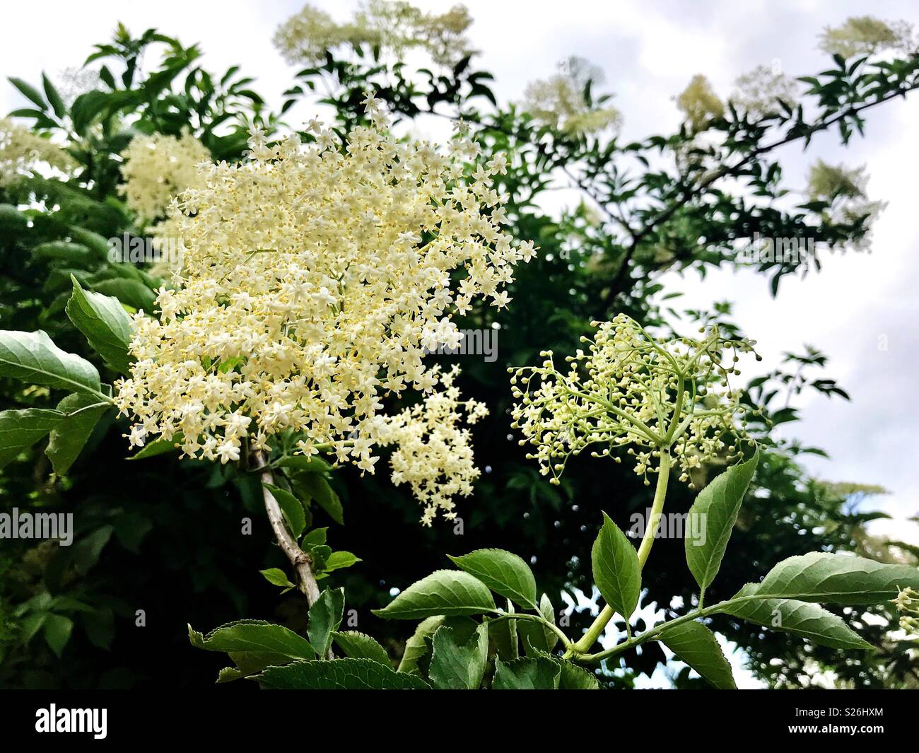 Elderflower Stock Photo Alamy