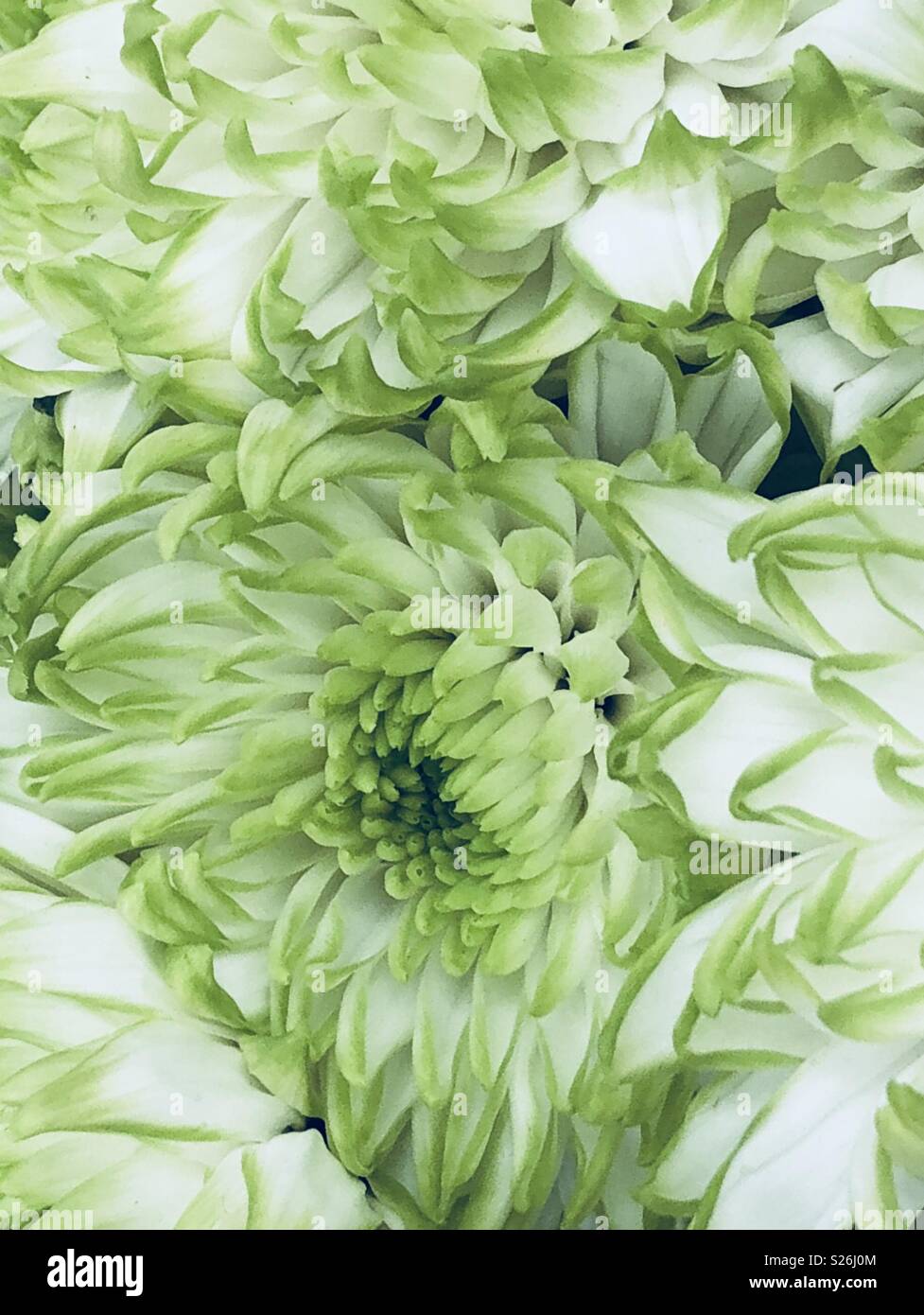 Minty experience hi-res stock photography and images - Alamy