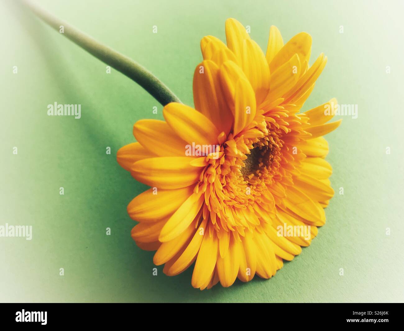 Yellow gerbera daisy on a plain green background with copy space Stock Photo