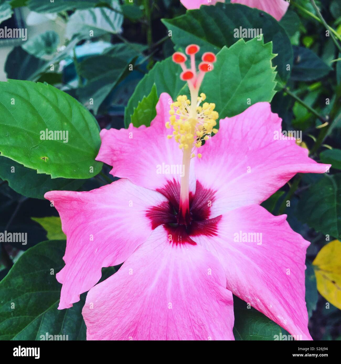 Gumamela hires stock photography and images Alamy