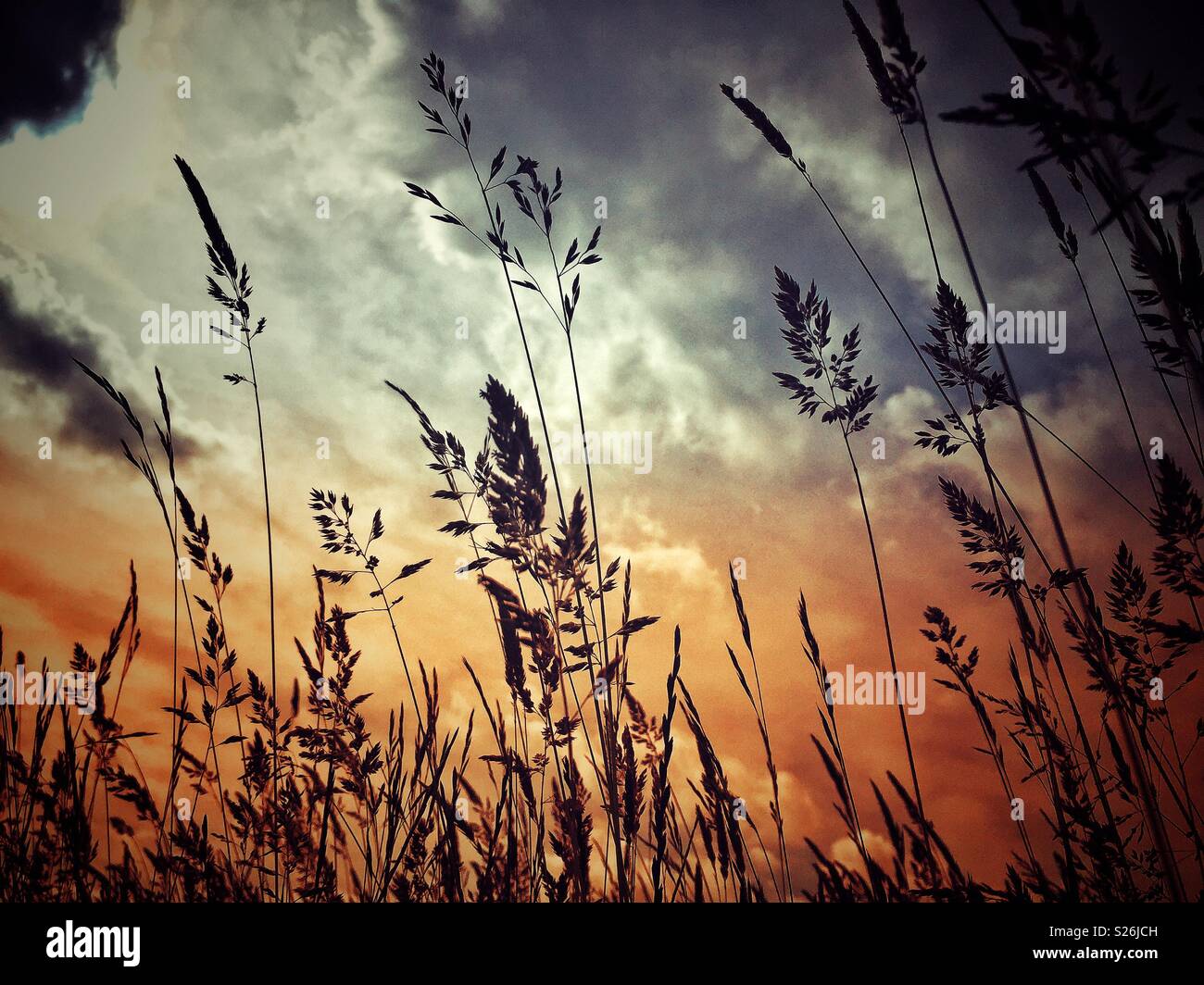 Silhouette of tall grass against a dramatic sky. Stock Photo