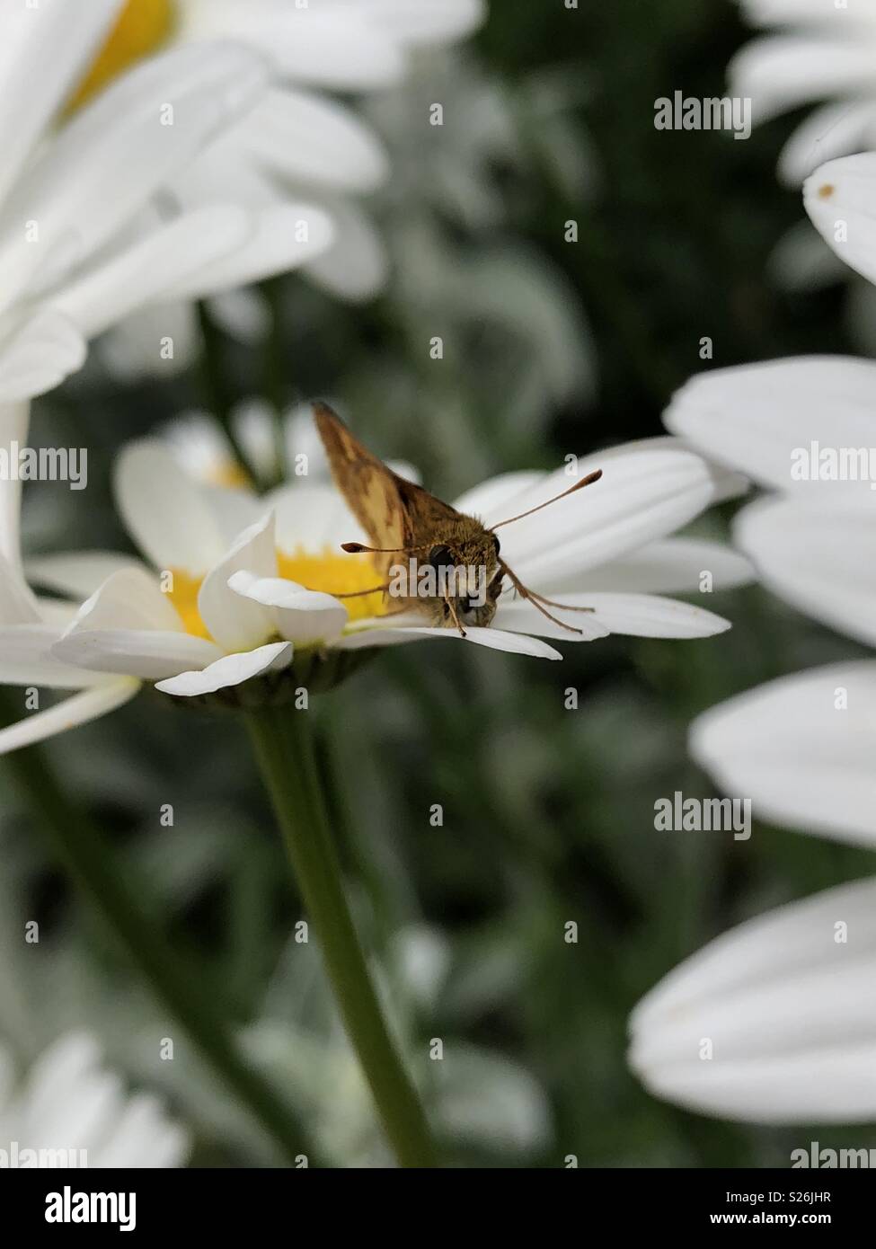 Tiny butterfly on white daisy Stock Photo