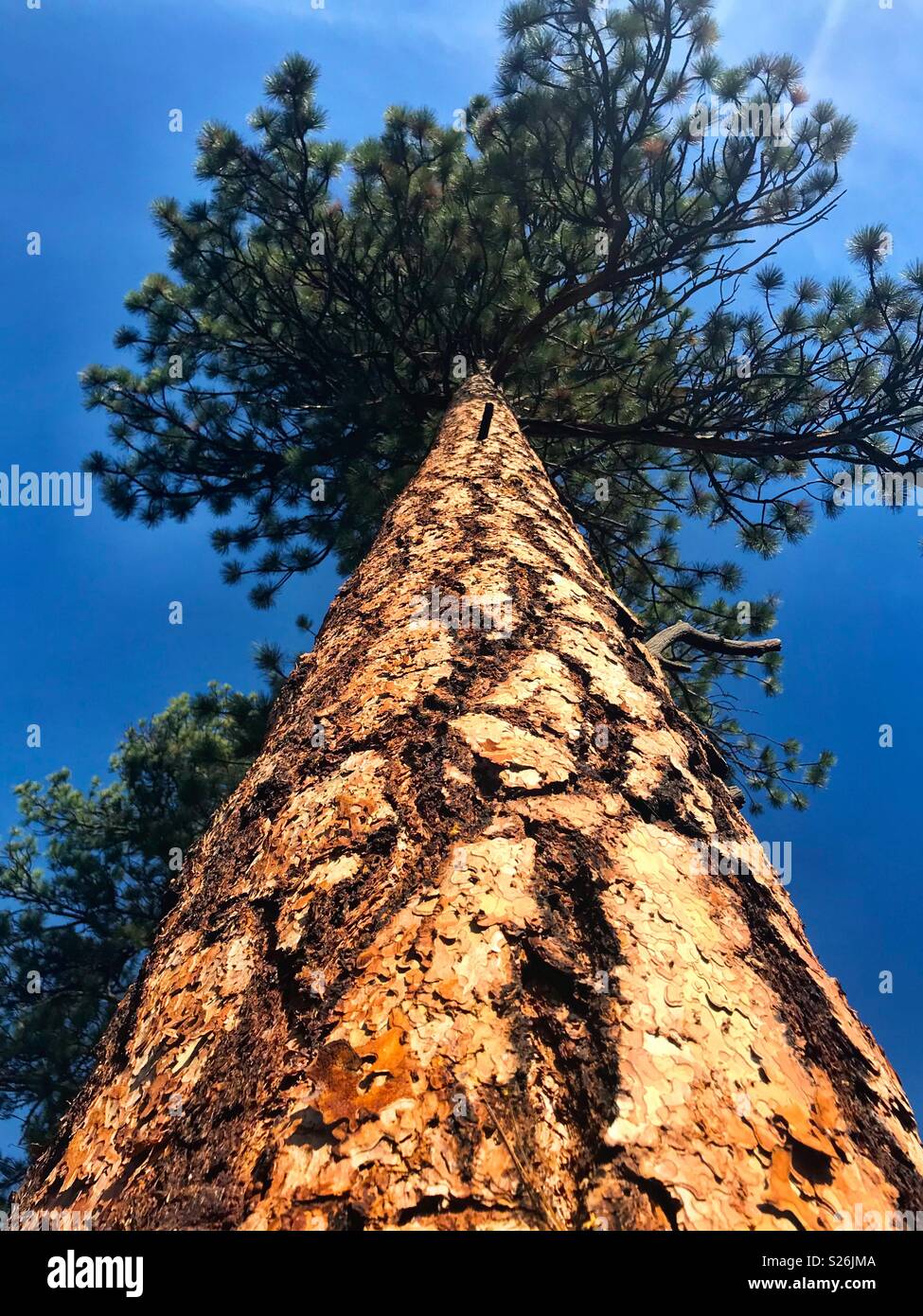 Looking up the trunk of a large Ponderosa pine tree Stock Photo