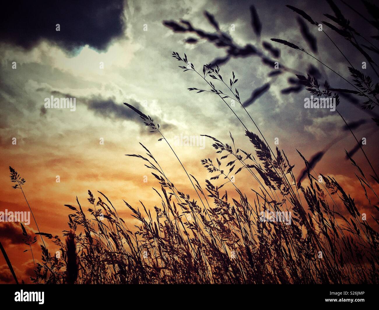 Grass silhouette against a dramatic sky. Stock Photo