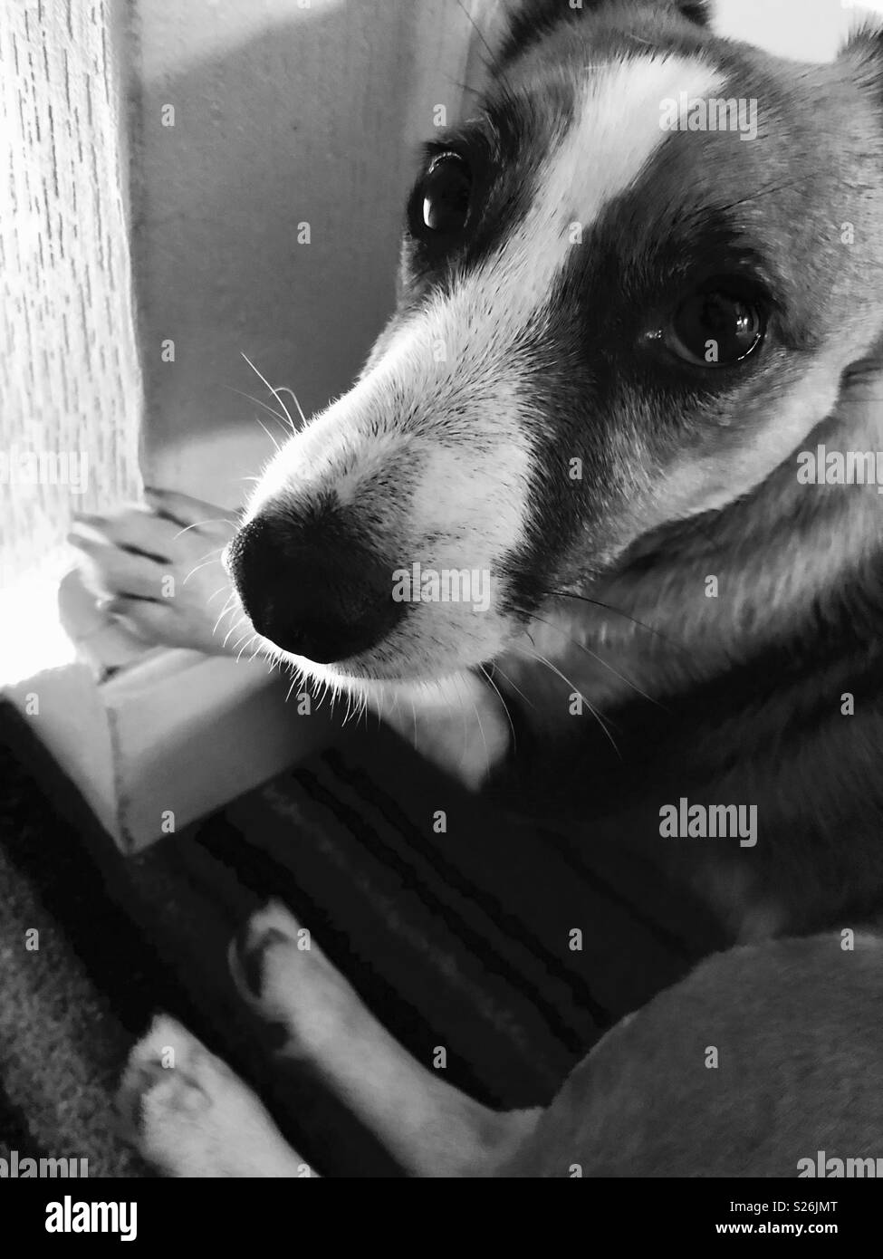 Jack Russell Stock Photo Alamy