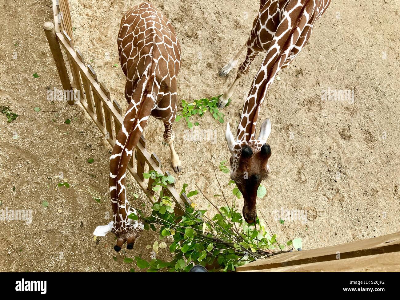 Giraffe wild place project Bristol - Smartphone Captured Stock Image