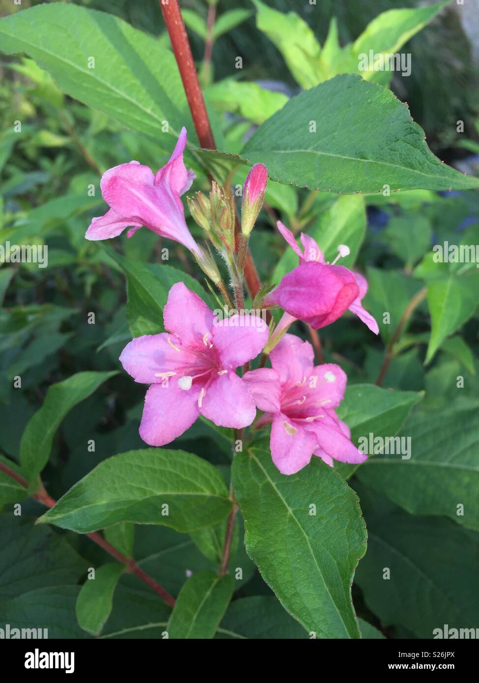 Pink flower(four o’clock) blooming outsides Stock Photo Alamy