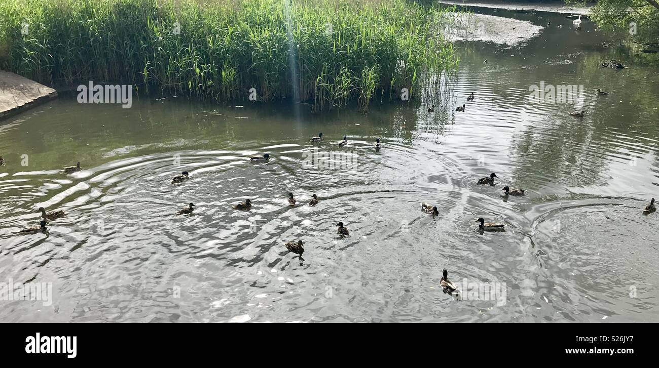 Bradley Stoke nature reserve - Smartphone Captured Stock Image