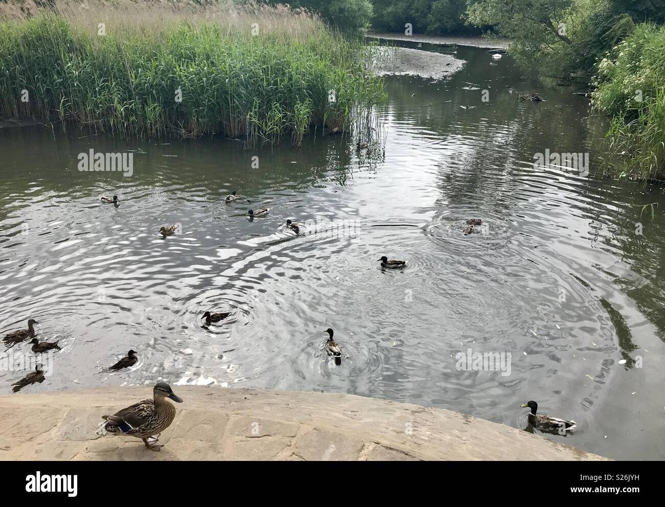 Bradley Stoke nature reserve - Smartphone Captured Stock Image
