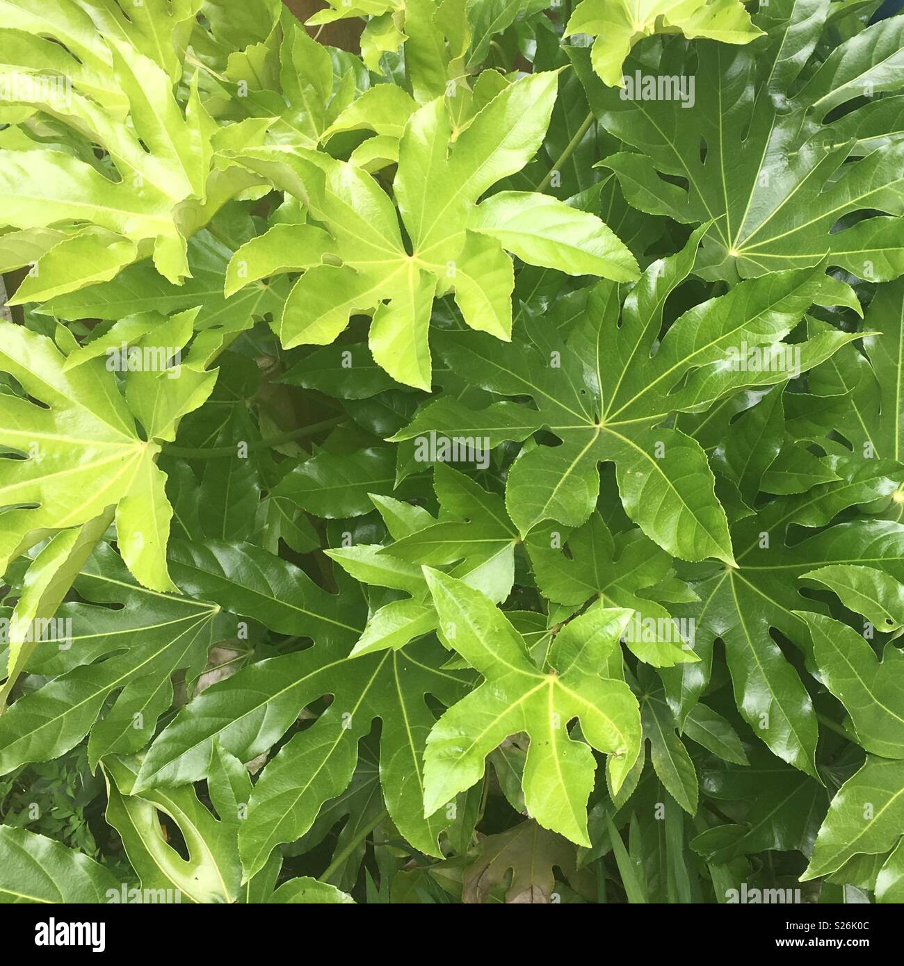 Green foliage Stock Photo