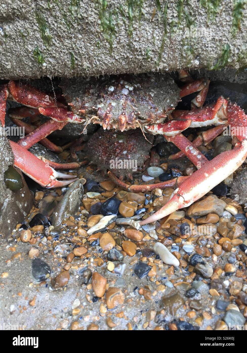 Resting spider crab Eastbourne Stock Photo Alamy