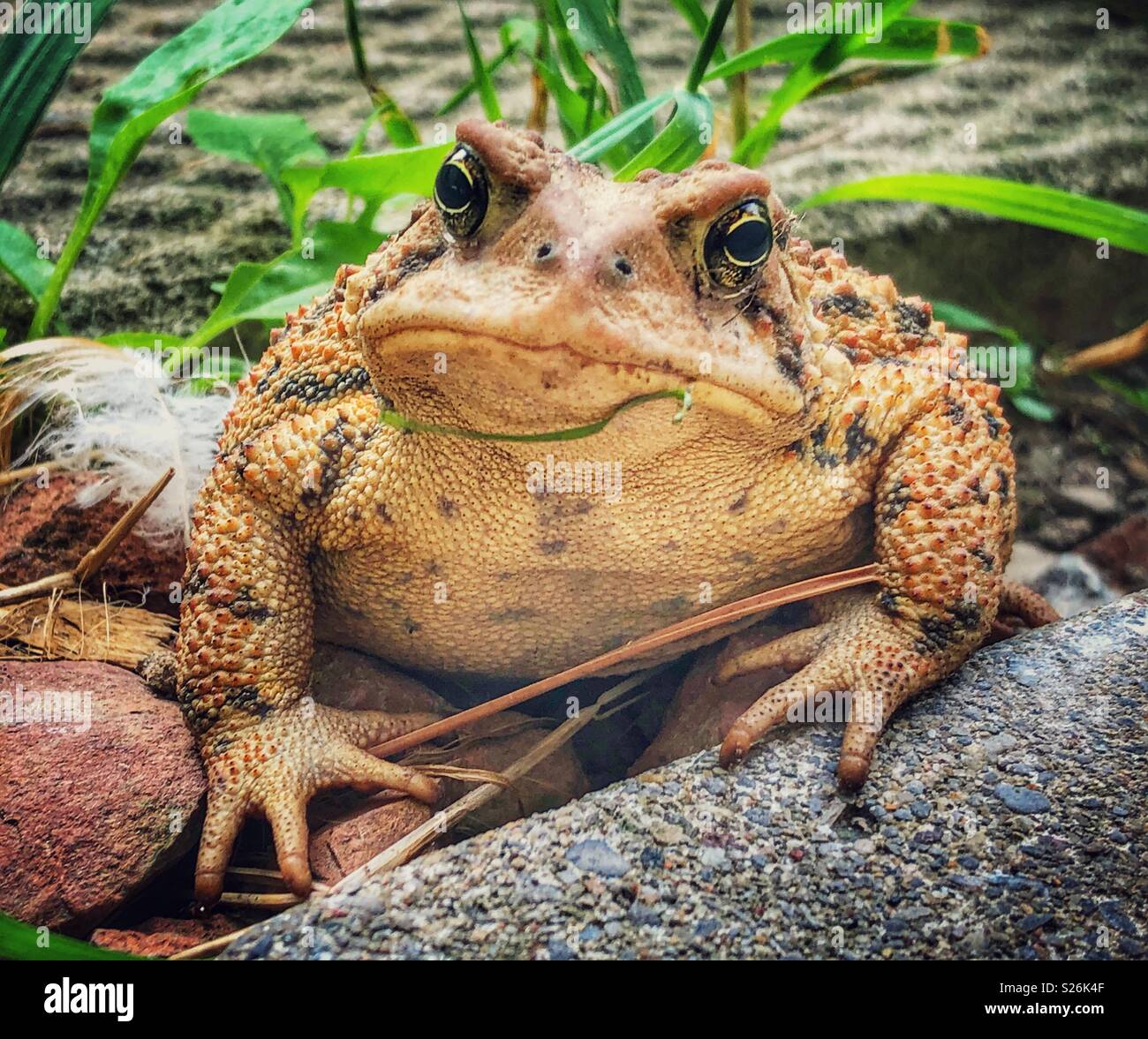 Closeup portrait of Eastern American toad - Smartphone Captured Stock Image