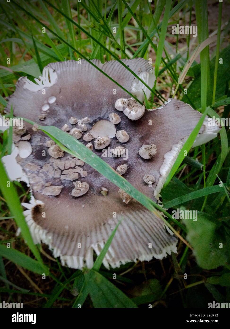 Closeup of odd mushroom with ragged edges, fluted perimeter, and spots - Smartphone Captured Stock Image