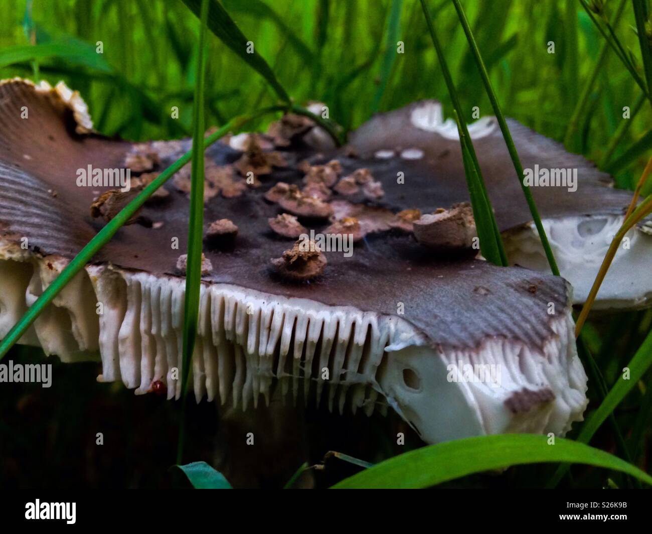 Closeup side view of odd brown mushroom with fluted perimeter, spots, and ragged edges - Smartphone Captured Stock Image