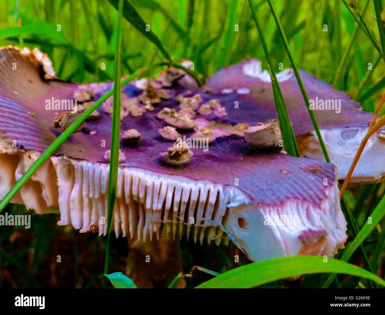 Purplish filter on closeup side view of odd mushroom with spots, ragged edges, and ragged edges - Smartphone Captured Stock Image