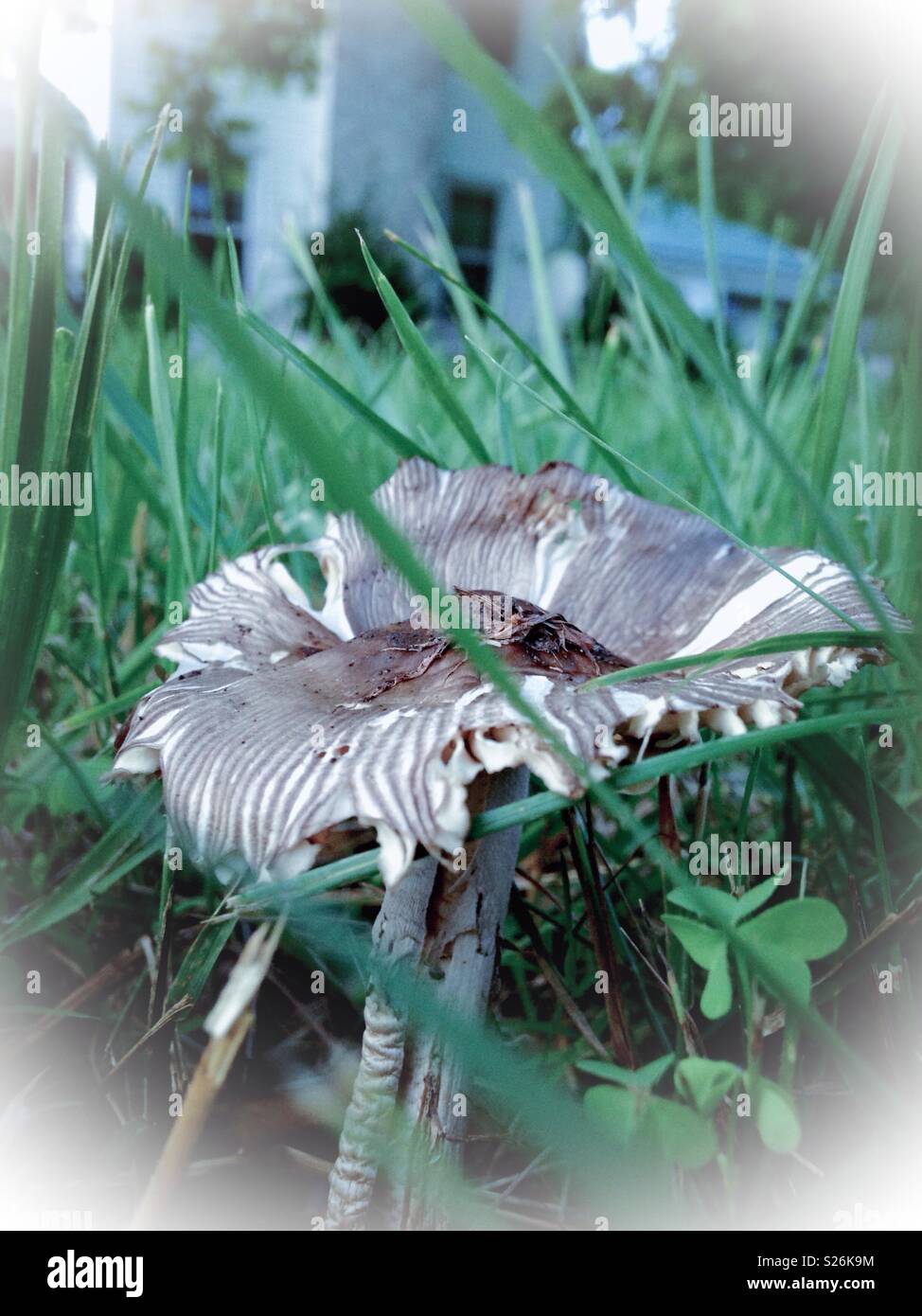 Muted tones in photo of stripes mushroom with farmhouse in background - Smartphone Captured Stock Image