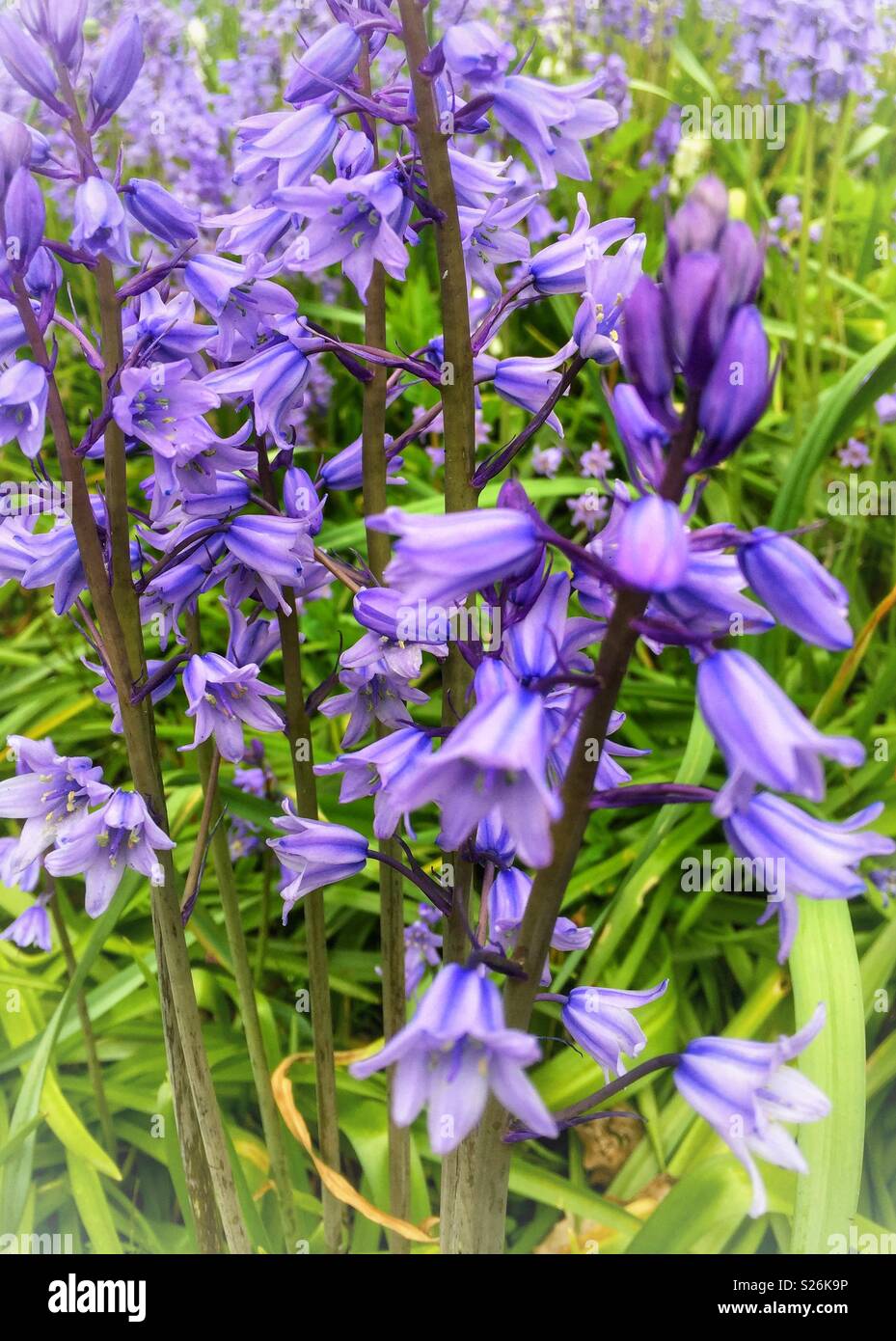 Beautiful carpet of flowers across the garden Stock Photo Alamy
