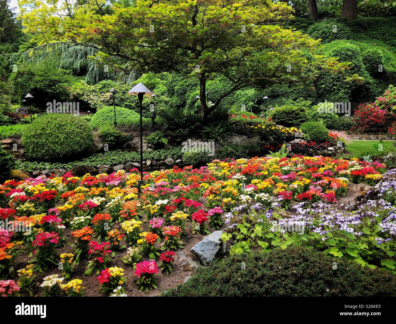 Flower beds in full bloom at beautiful Butchart Garden near Victoria BC Stock Photo