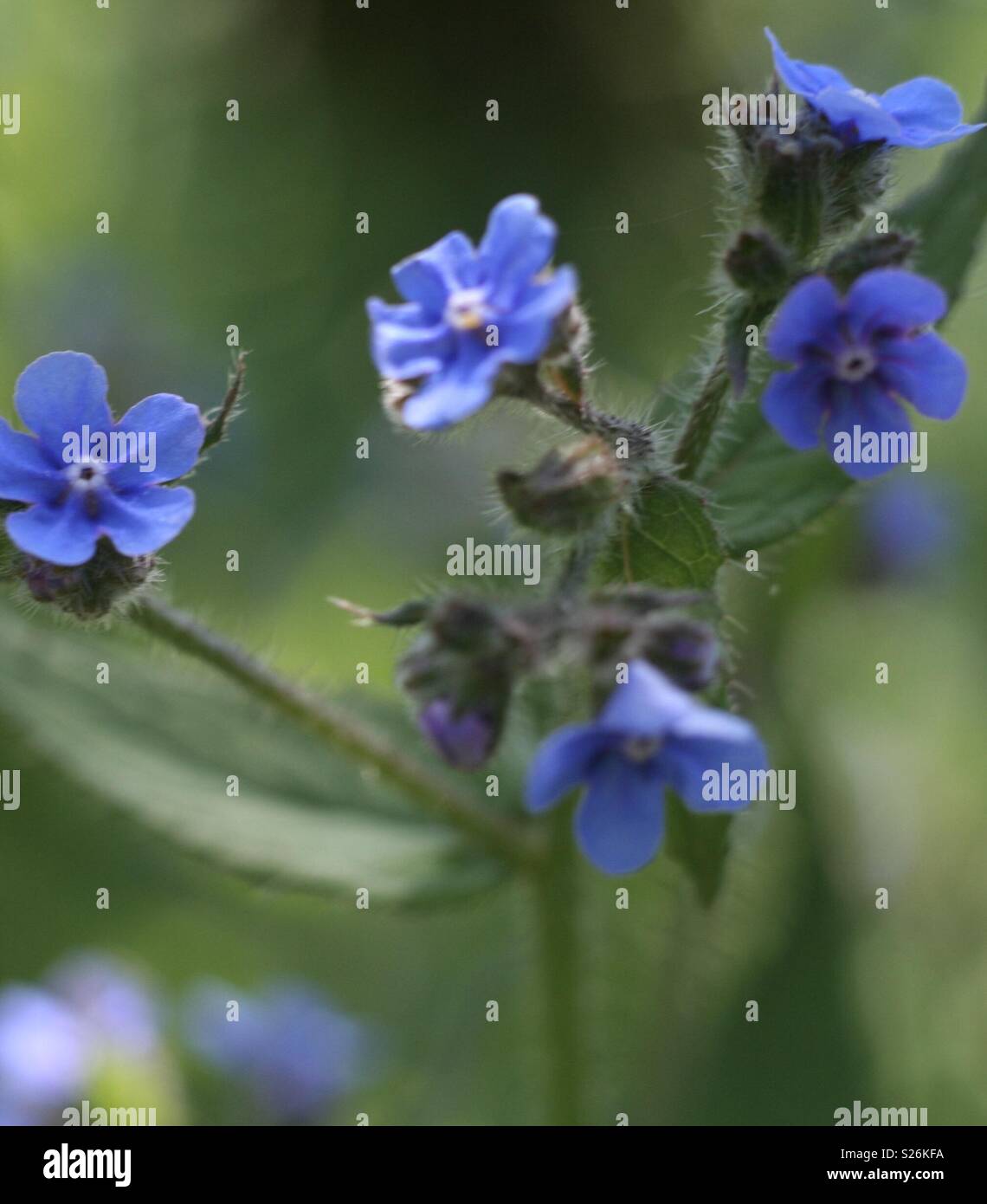 Small Blue flower cluster plant Stock Photo Alamy