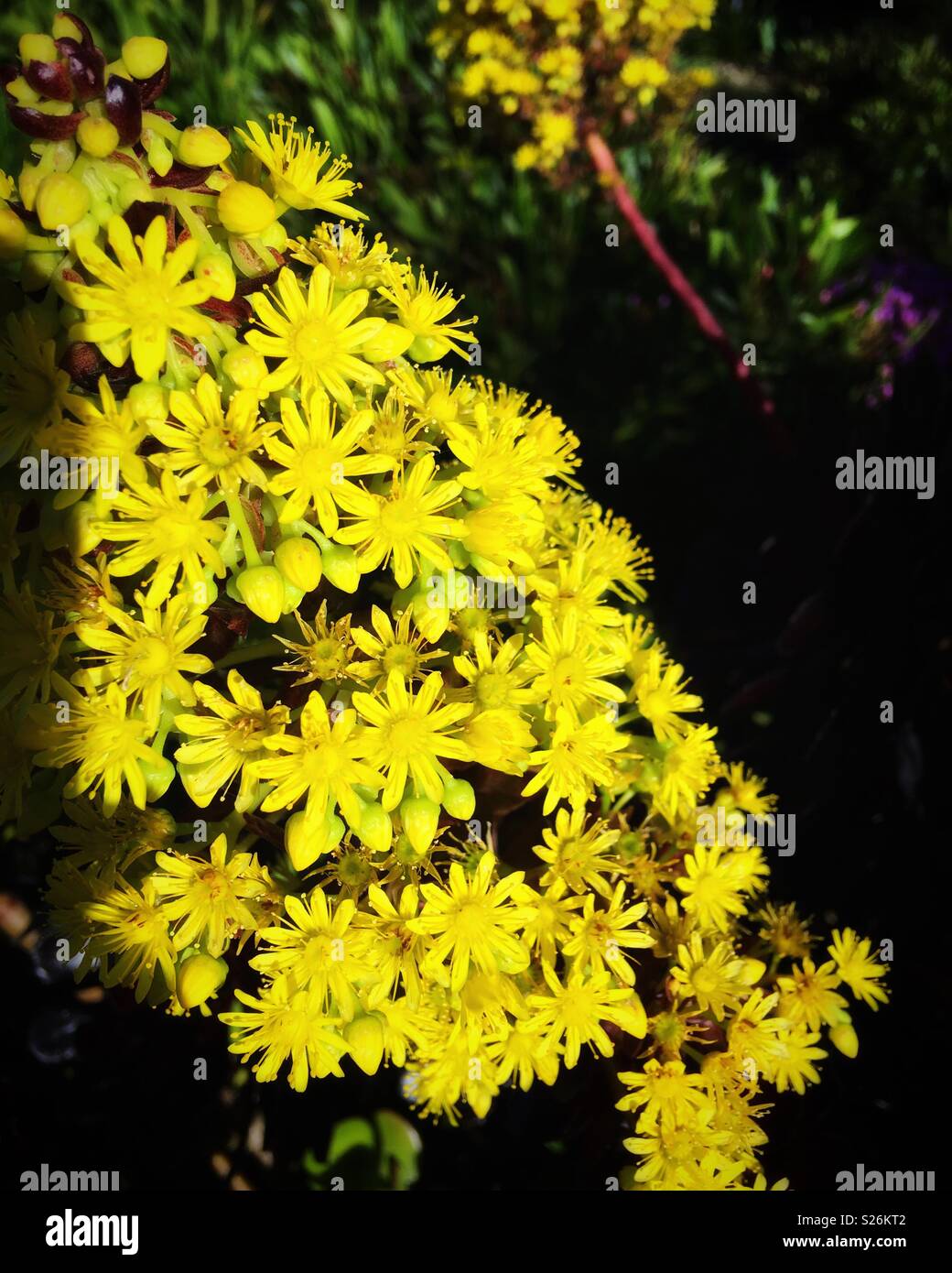 蓮花掌。close up shot of Aeonium tabuliforme f. cristata plant Stock Photo