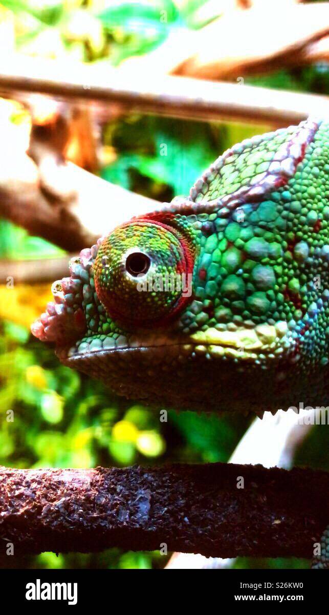 Pet panther chameleon face closeup Stock Photo