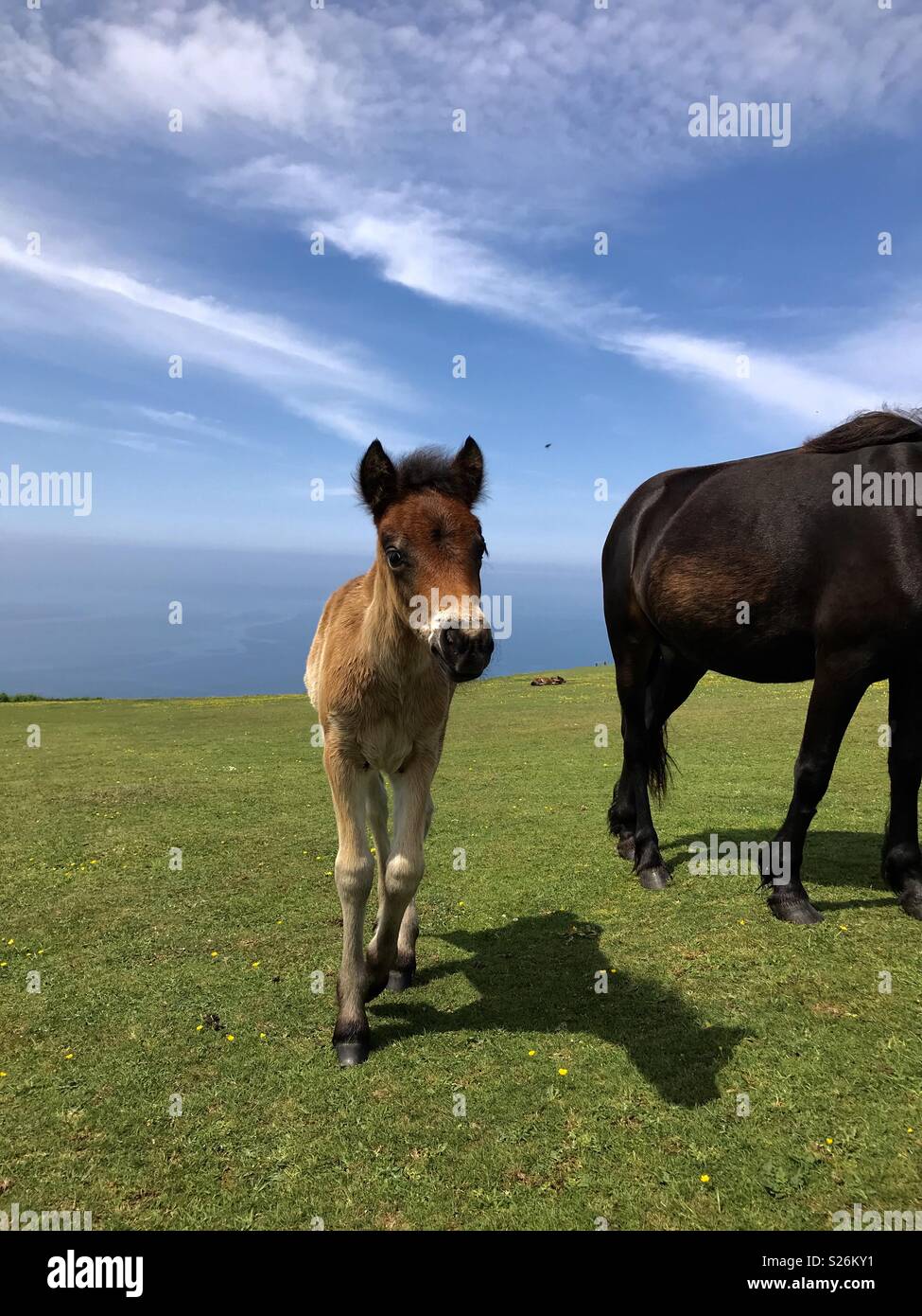 Ponies at Rame Head Stock Photo
