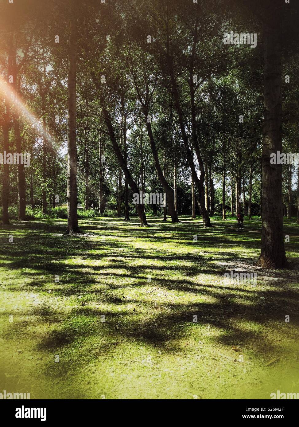 Shady woods with sunlight streaming in casting deep shadows on the grass below. Willen Lake, Milton Keynes, England. - Smartphone Captured Stock Image