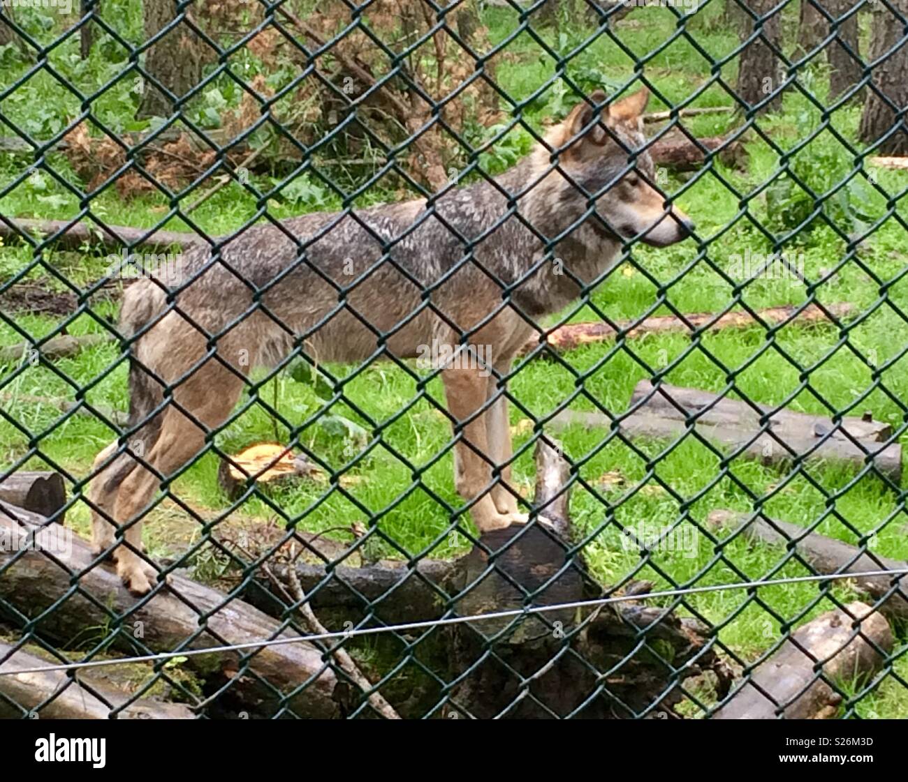 Wolf. Highland wildlife park. Scotland Stock Photo