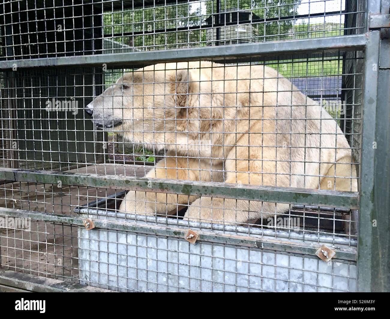 Polar bear cooling down. Highland wildlife park Scotland - Smartphone Captured Stock Image