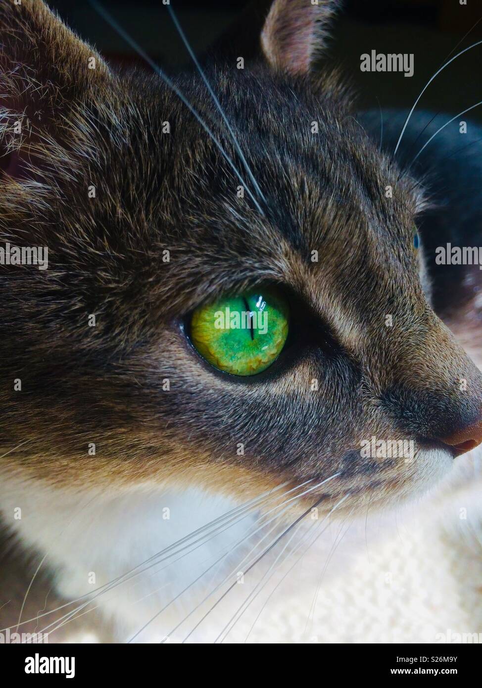 Close up of  beautiful tabby cats face with green eyes Stock Photo